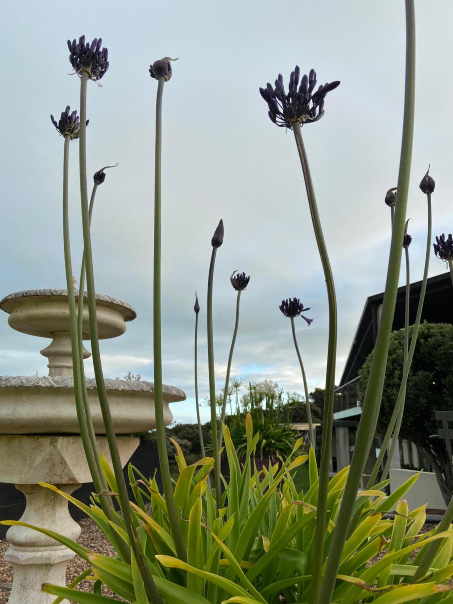La Bodega Waiheke Island Hotel Surfdale Екстериор снимка